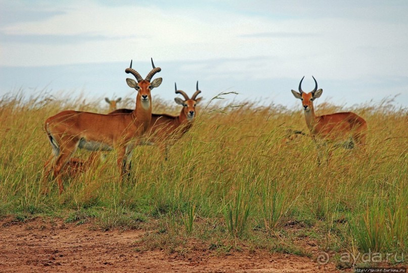Большому сафари — большой фото-отчет