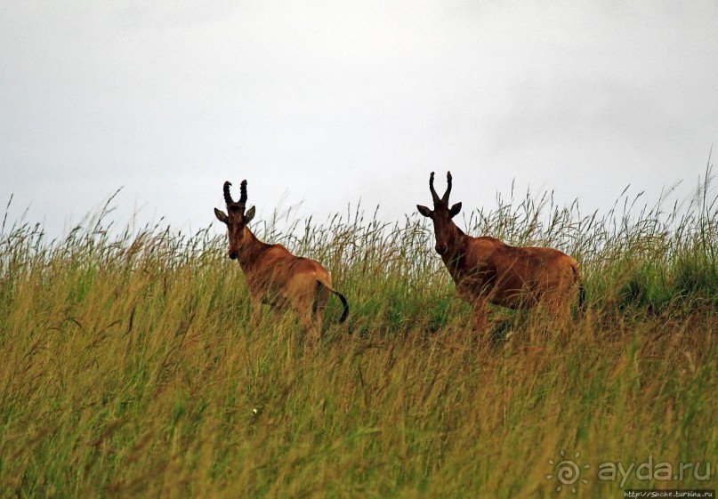 Большому сафари — большой фото-отчет