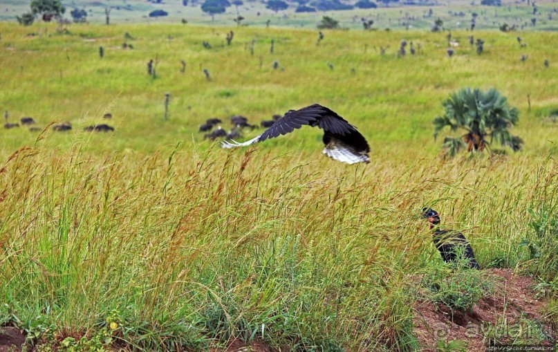 Большому сафари — большой фото-отчет