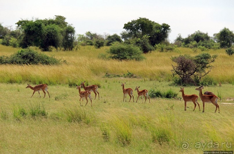 Большому сафари — большой фото-отчет