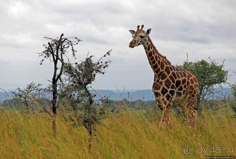 Большому сафари — большой фото-отчет