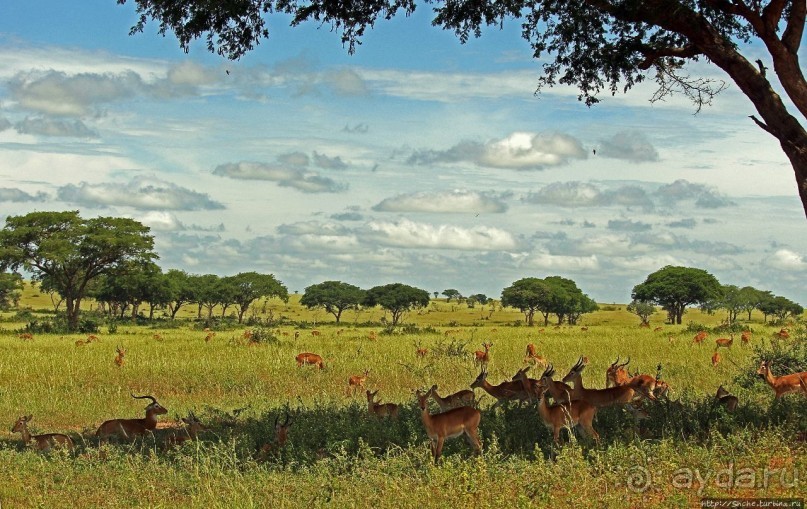 Большому сафари — большой фото-отчет