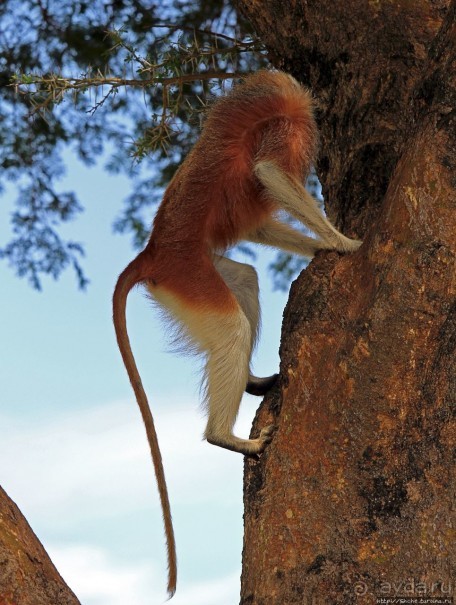 Большому сафари — большой фото-отчет