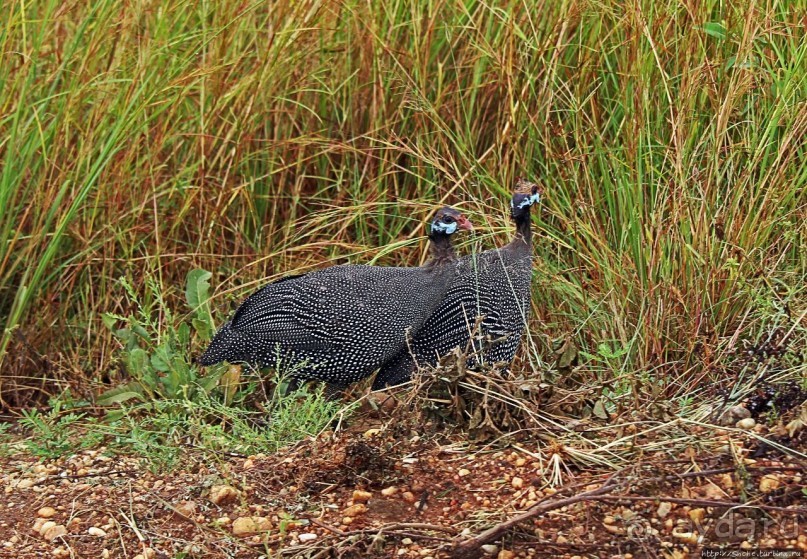 Большому сафари — большой фото-отчет