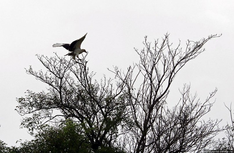 Большому сафари — большой фото-отчет