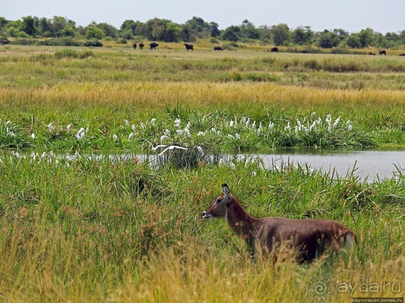 Большому сафари — большой фото-отчет