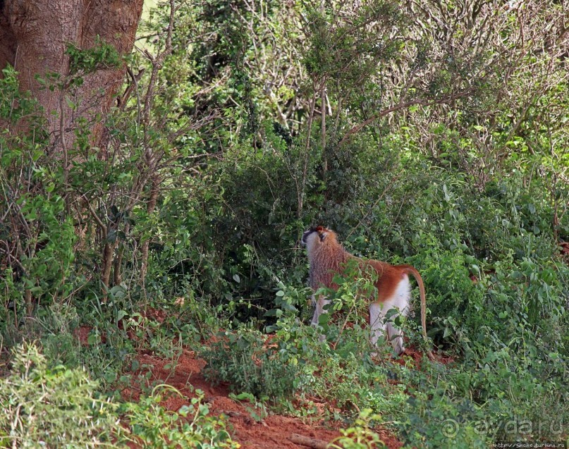 Большому сафари — большой фото-отчет