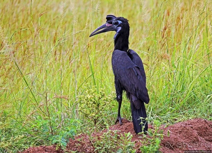 Большому сафари — большой фото-отчет