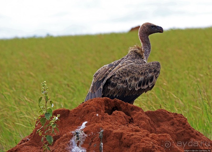 Большому сафари — большой фото-отчет