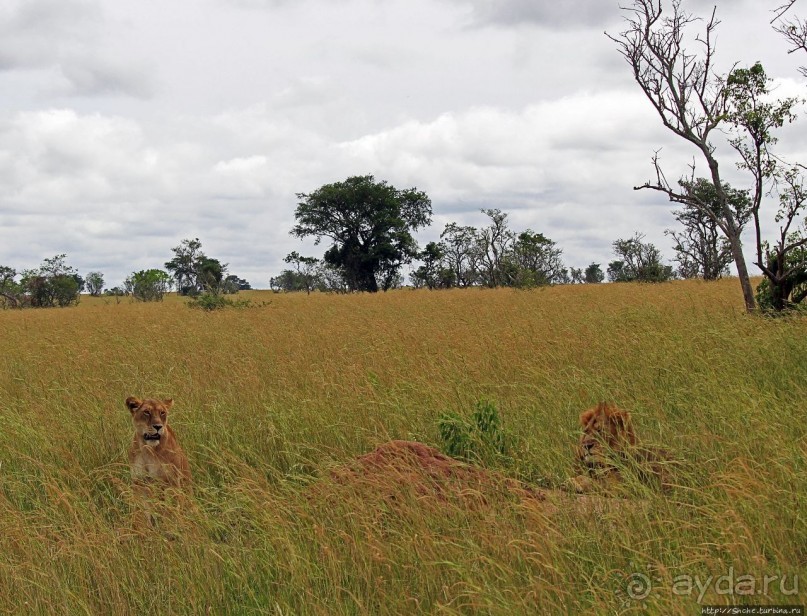 Большому сафари — большой фото-отчет