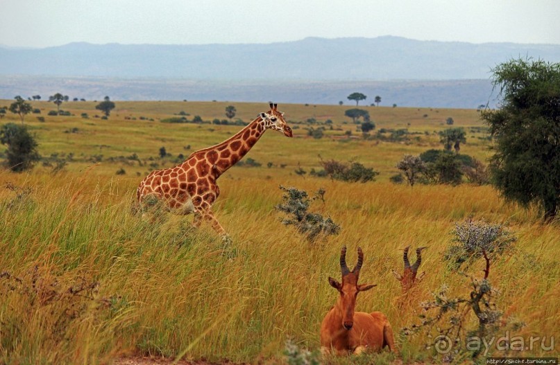 Большому сафари — большой фото-отчет