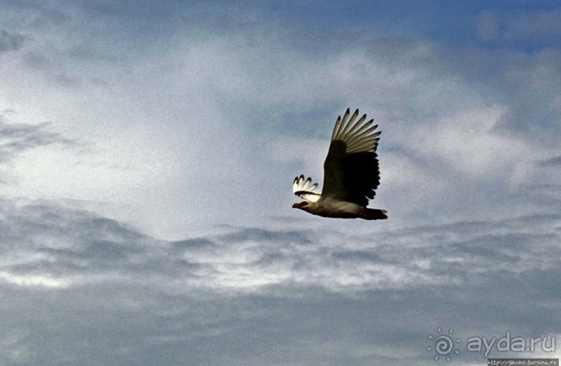 Большому сафари — большой фото-отчет