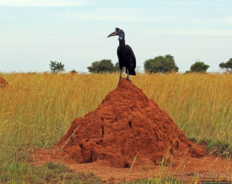 Большому сафари — большой фото-отчет