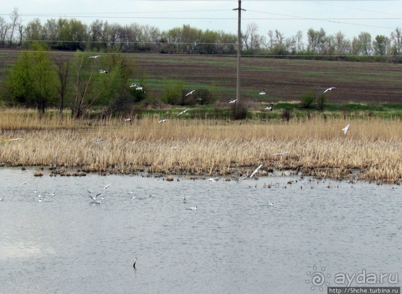 Морские чайки в степях Украины
