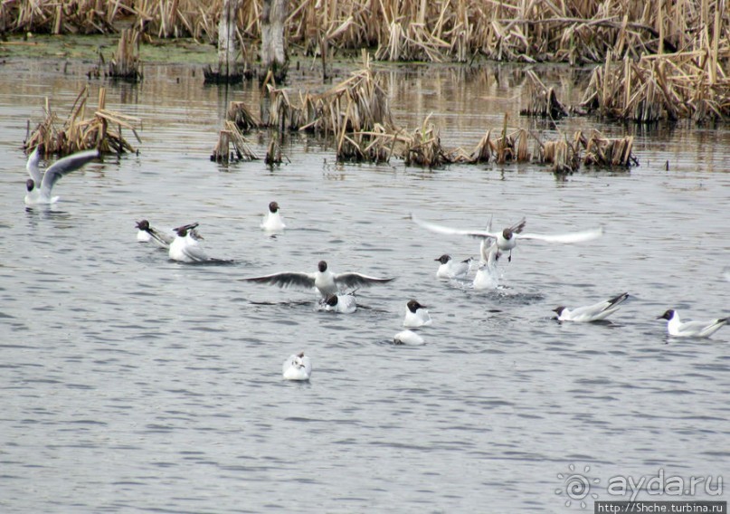 Морские чайки в степях Украины