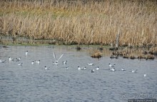 Морские чайки в степях Украины