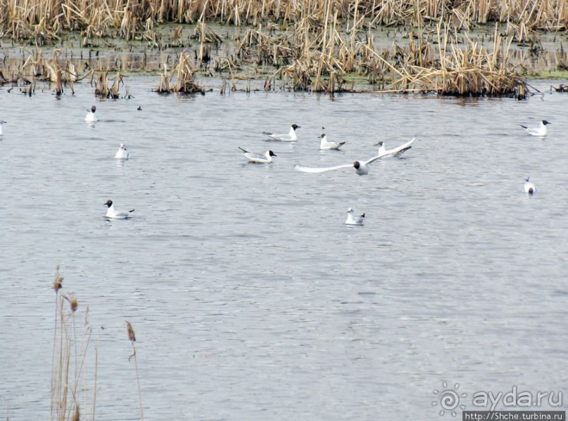 Морские чайки в степях Украины
