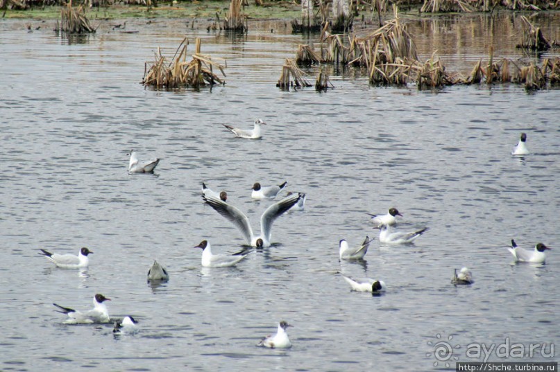 Морские чайки в степях Украины