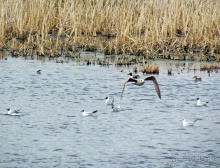 Морские чайки в степях Украины