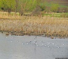 Морские чайки в степях Украины