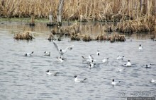 Морские чайки в степях Украины