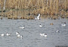 Морские чайки в степях Украины