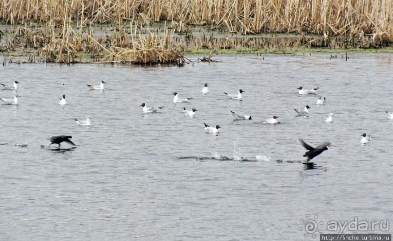 Морские чайки в степях Украины