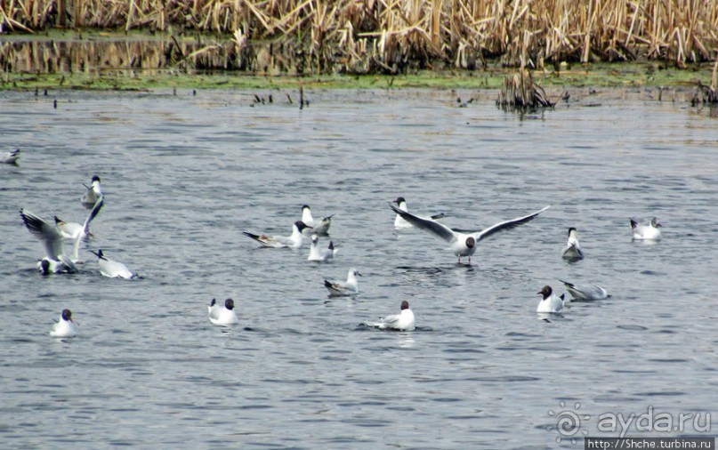 Морские чайки в степях Украины