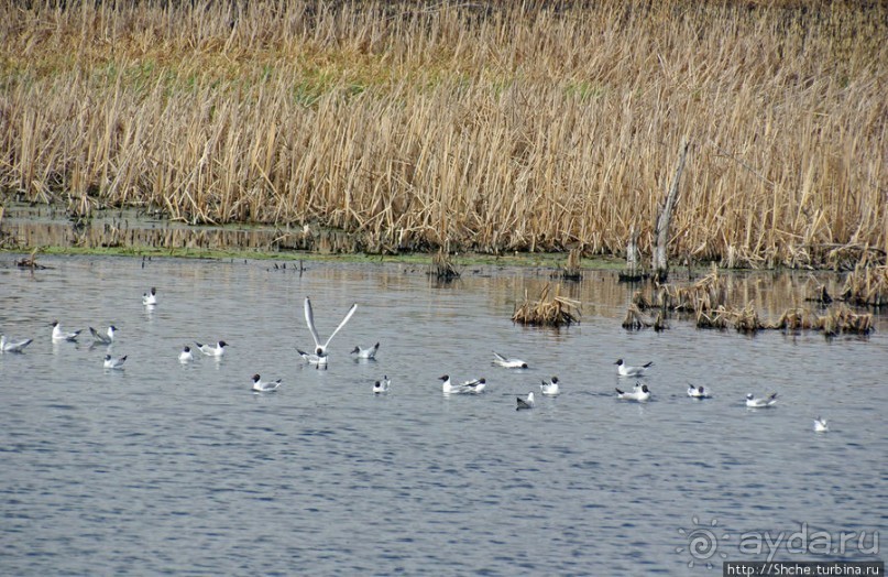 Морские чайки в степях Украины