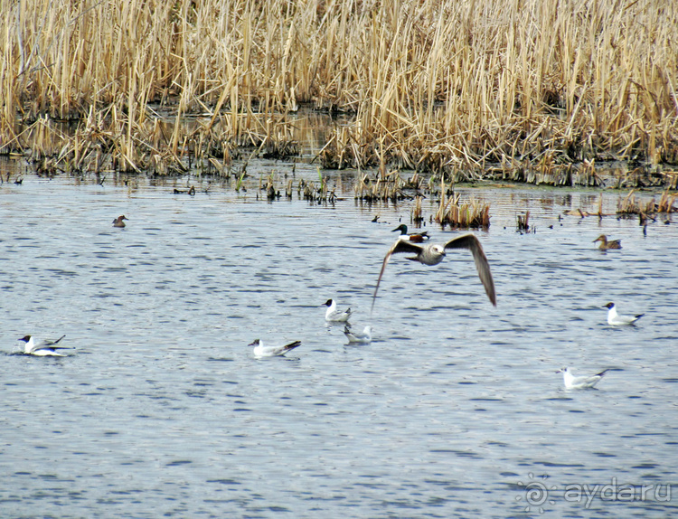Морские чайки в степях Украины