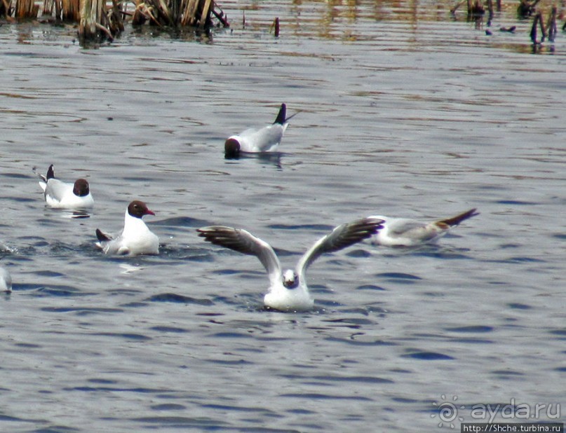 Морские чайки в степях Украины