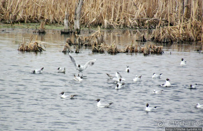 Морские чайки в степях Украины