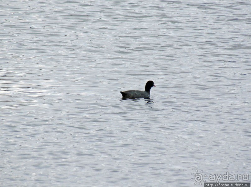 Морские чайки в степях Украины