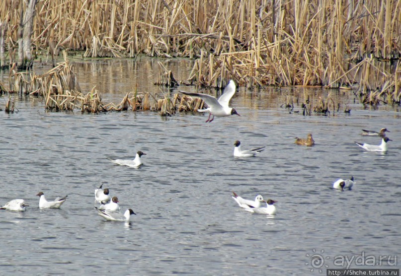 Морские чайки в степях Украины