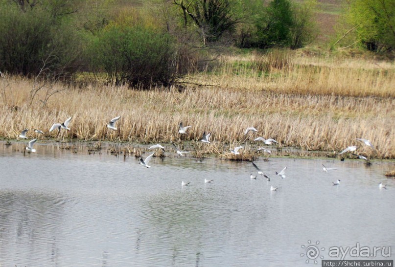 Морские чайки в степях Украины