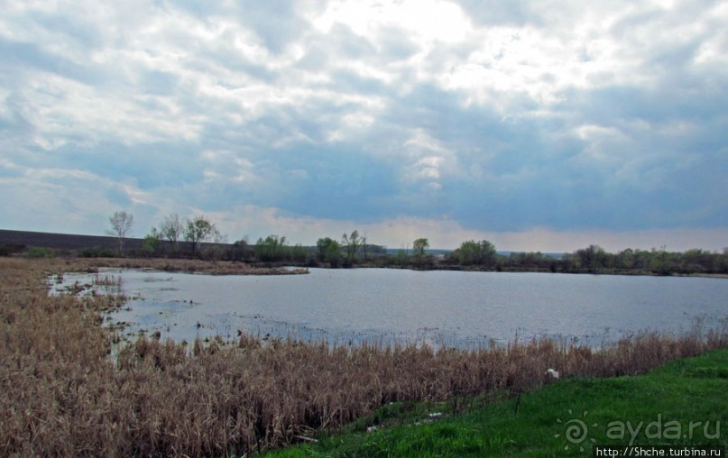 Морские чайки в степях Украины