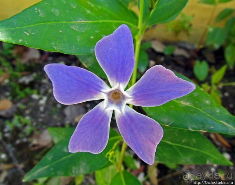 Королевский парк Jardim do Cerco в Мафре