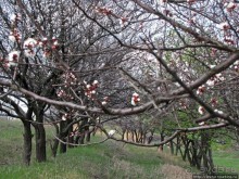 Альбом отзыва "Цветущие абрикосы - наш ответ японцам и их сакуре"