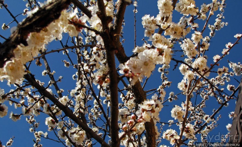 Цветущие абрикосы - наш ответ японцам и их сакуре