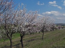 Цветущие абрикосы - наш ответ японцам и их сакуре