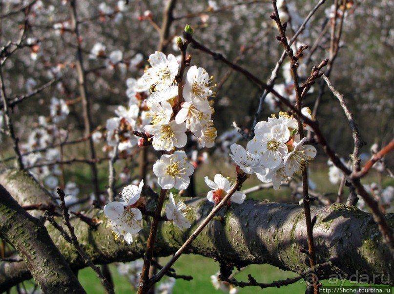 Альбом отзыва "Цветущие абрикосы - наш ответ японцам и их сакуре"