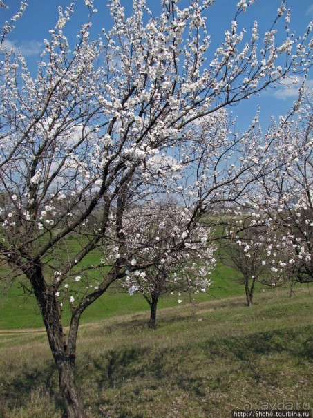 Цветущие абрикосы - наш ответ японцам и их сакуре
