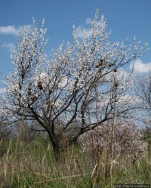 Цветущие абрикосы - наш ответ японцам и их сакуре