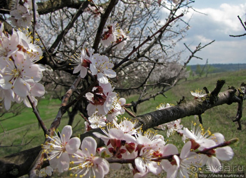 Альбом отзыва "Цветущие абрикосы - наш ответ японцам и их сакуре"