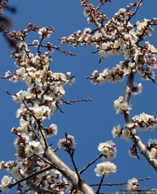Цветущие абрикосы - наш ответ японцам и их сакуре