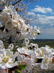 Цветущие абрикосы - наш ответ японцам и их сакуре