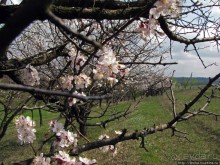 Альбом отзыва "Цветущие абрикосы - наш ответ японцам и их сакуре"