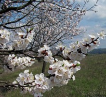 Альбом отзыва "Цветущие абрикосы - наш ответ японцам и их сакуре"