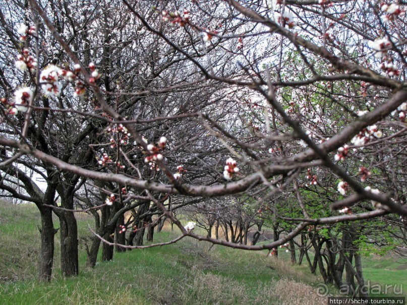 Цветущие абрикосы - наш ответ японцам и их сакуре