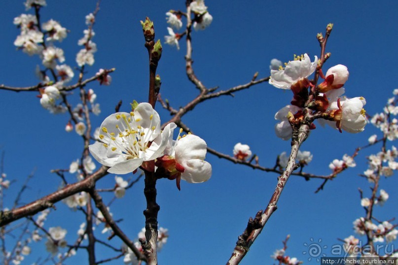 Цветущие абрикосы - наш ответ японцам и их сакуре